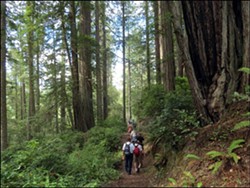 Salmon Pass Hiking Tour Walking Through Redwoods - Uploaded by Park Ranger Julie