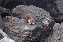 PHOTO BY MIKE KELLY - A grizzled otter resting at Sharp Point.