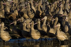 Marbled Godwits on the mudflats of Humboldt Bay - Uploaded by Denise Seeger