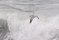 PHOTO BY MIKE KELLY - A Caspian tern with a surf smelt.