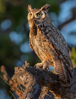 great-horned_owl_with_gopher._photo_by_joe_galkowski.jpg
