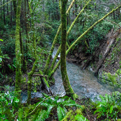 Vanauken Creek, Mattole River Watershed - Uploaded by Sanctuary Forest