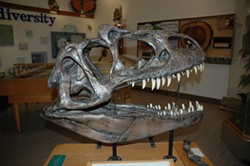 Allosaurus replica - Uploaded by Melinda Bailey