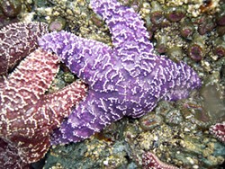 PHOTO BY MIKE KELLY - A purple ochre star at Palmer's Point.