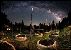 PHOTO BY DAVID WILSON - Young outdoor cannabis plants getting their start in the starlight at Schackow Farm beneath the magnificent skies of Southern Humboldt County, California. June 2021.