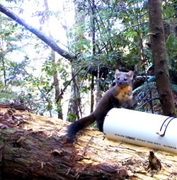 PHOTO COURTESY OF THE INSTITUTE OF NATURAL RESOURCES AT OREGON STATE UNIVERSITY AND THE WILDLIFE PROGRAM OF THE YUROK TRIBE. - Another shot of the elusive Humboldt marten.