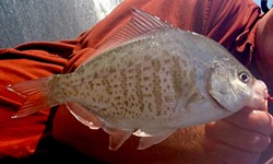 PHOTO BY MIKE KELLY - Male redtail surfperch with notched anal fin.