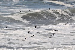 PHOTO BY MIKE KELLY - Cormorants feeding on smelt below sea foam.