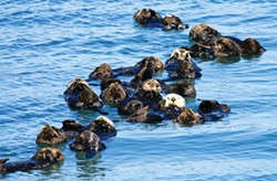 PHOTO BY LILIAN CARSWELL/USFWS - Southern sea otters often rest in groups called rafts. Unlike other marine mammals, sea otters do not have a blubber layer to keep warm. Instead, they rely on their fur and burning calories, which means they eat about a quarter of their body weight each day to keep that calorie count up.