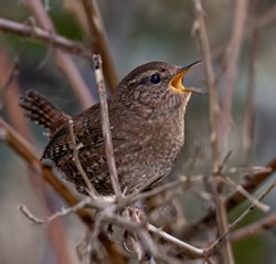 PHOTO BY JEFF TODOROFF - Pacific wren.