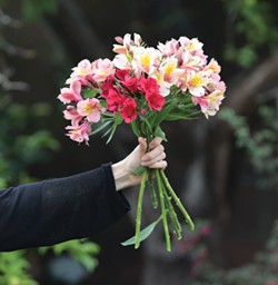 PHOTO CREDIT TREVOR SHIRK. - a mixed bouquet of garden fresh Alstroemeria: 'Rosea', 'Champagne', and 'Inticancha Red'.