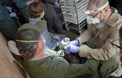 COURTESY OF THE YUROK TRIBE - NCCRP Program Manager and Yurok Tribe Senior Biologist Chris West checks condor A3.