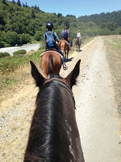 PHOTO BY AMY BARNES - A trail ride in Redwood National Park.