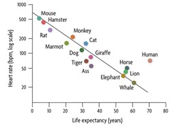 REDRAWN FROM LEVINE HJ. REST HEART RATE AND LIFE EXPECTANCY. J AM COLL CARDIOL 1997 - Humans are outliers relative to other mammals when comparing lifespan to heartbeat.
