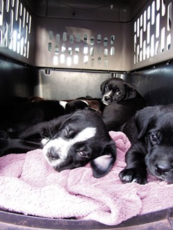 LINDA STANSBERRY - St. Bernard cross puppies from the Estrada home, on their way to McKinleyville to be adopted.