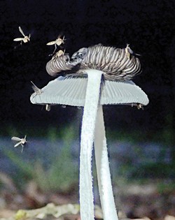 ANTHONY WESTKAMPER - Sorry, mycologists. The fungus gnats are among us.