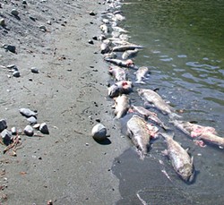 PHOTO BY MICHAEL BELCHICK - Dead salmon line the banks of the Klamath River after the catastrophic fish kill of 2002.