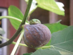 PHOTO BY HEATHER JO FLORES - A tree frog sits on a neverella fig.