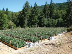COURTESY OF THE CALIFORNIA DEPARTMENT OF FISH AND WILDLIFE - A large-scale commercial marijuana farm.
