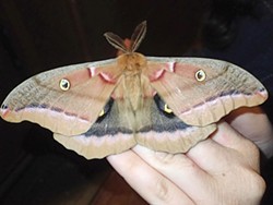 ANTHONY WESTKAMPER - Polyphemus moth perched on my neighbor’s hand.