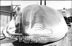 HUMBOLDT COUNTY HISTORICAL SOCIETY - Written on the Photo: “Mouth of a 68 ton Finback Whale. Eureka Whaling Station, the only whaling station in the U.S.A. On Redwood Highway.”