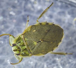 PHOTO BY ANTHONY WESTKAMPER - An adult creeping water bug.