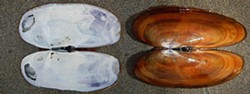 PHOTO BY MIKE KELLY - Pretty, crunchy razor clam shells.