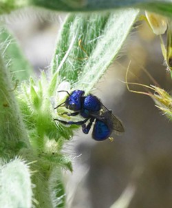 PHOTO BY ANTHONY WESTKAMPER - A blue cuckoo wasp in Oregon.