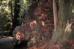 PHOTO COURTESY OF NATIONAL PARK SERVICE - Damage left behind by burl poachers in Redwood National and State Parks.