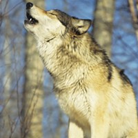 UPDATE: Gray Wolf Listed as Endangered