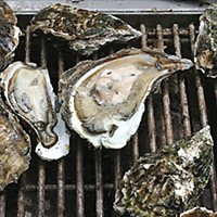 Updated: San Francisco Company Looking to Grow Oysters in Humboldt Bay