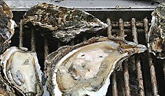 Updated: San Francisco Company Looking to Grow Oysters in Humboldt Bay