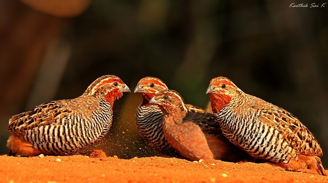 Vihangam, Birds and Birdwatching in India
