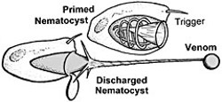 When triggered, a nematocyst containing venom under high osmotic pressure propels a hollow tube into its victim, and injects the venom through that tube.