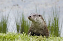 MORGUEFILE.COM - Why Hello, River Otter.