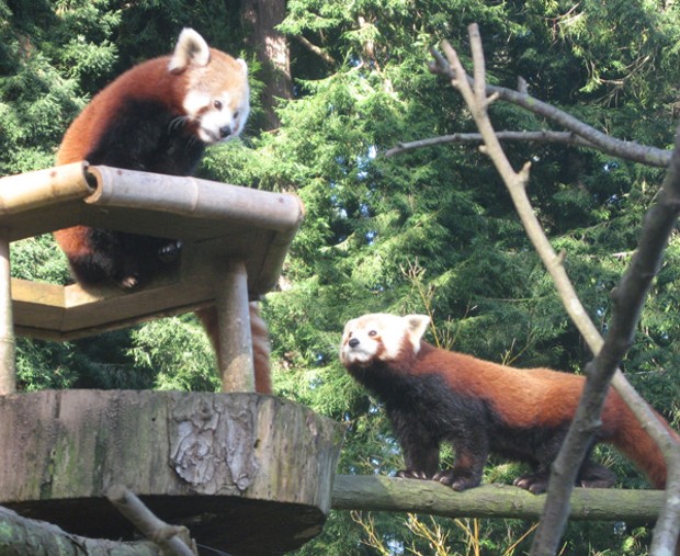 red-panda-sex.jpg