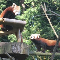 Will There Be Red Panda Sex At the Sequoia Park Zoo Today? Fingers Crossed, Y'all!