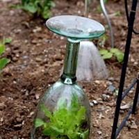 Wine glass mini-greenhouse
